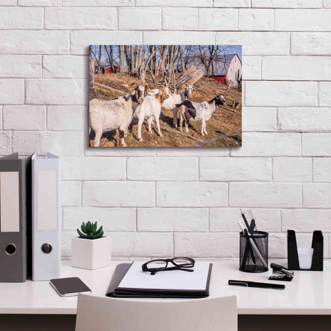 Image of 'Goats of a Feather' by Donnie Quillen Canvas Wall Art,18 x 12