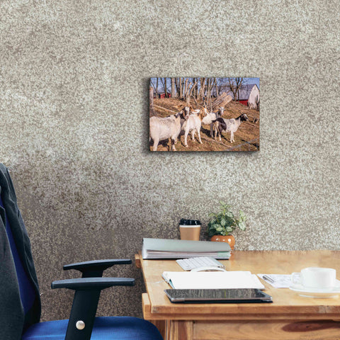 Image of 'Goats of a Feather' by Donnie Quillen Canvas Wall Art,18 x 12