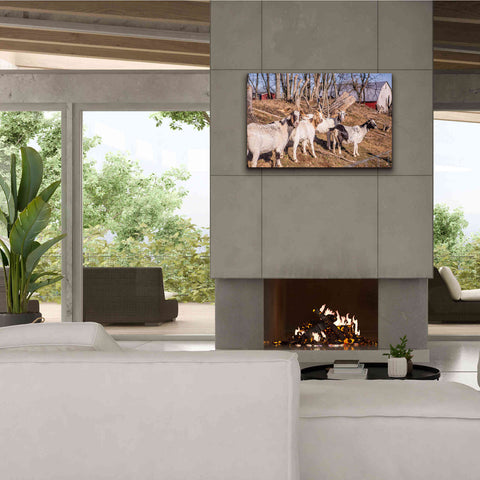 Image of 'Goats of a Feather' by Donnie Quillen Canvas Wall Art,40 x 26