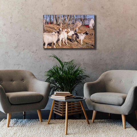 Image of 'Goats of a Feather' by Donnie Quillen Canvas Wall Art,40 x 26