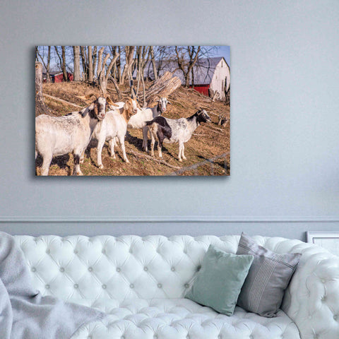 Image of 'Goats of a Feather' by Donnie Quillen Canvas Wall Art,60 x 40