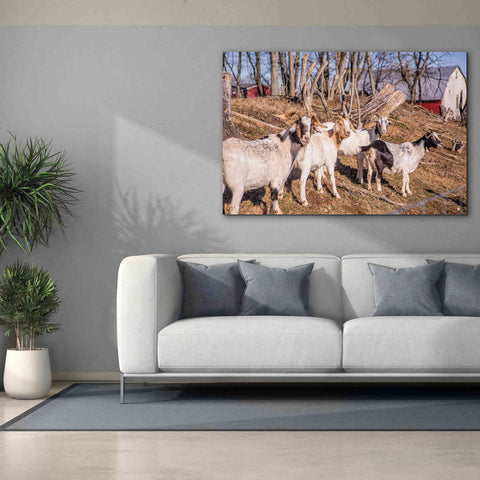 Image of 'Goats of a Feather' by Donnie Quillen Canvas Wall Art,60 x 40