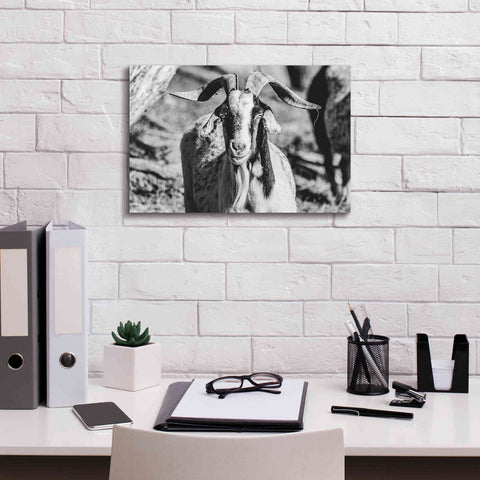 Image of 'Bearded Goat' by Donnie Quillen Canvas Wall Art,18 x 12