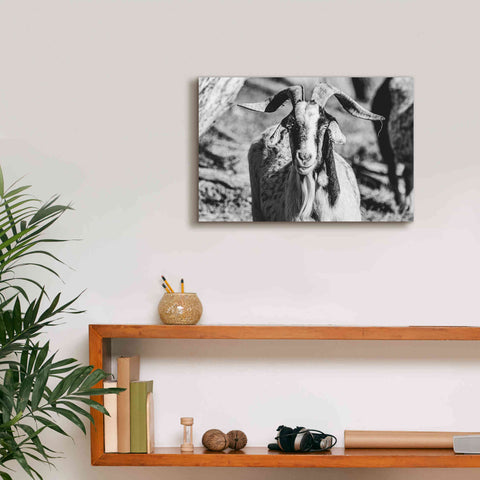 Image of 'Bearded Goat' by Donnie Quillen Canvas Wall Art,18 x 12