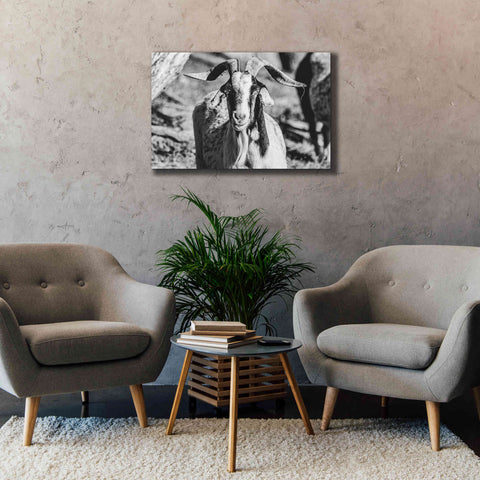 Image of 'Bearded Goat' by Donnie Quillen Canvas Wall Art,40 x 26