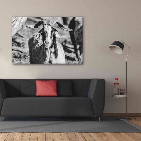 Image of 'Bearded Goat' by Donnie Quillen Canvas Wall Art,60 x 40