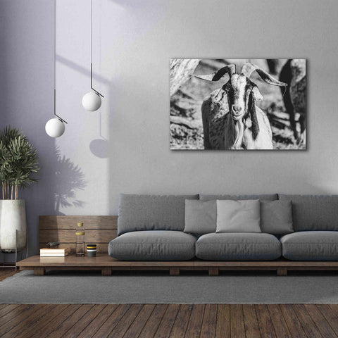 Image of 'Bearded Goat' by Donnie Quillen Canvas Wall Art,60 x 40