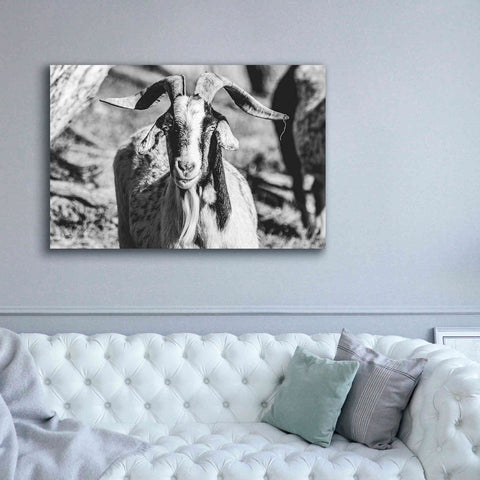 Image of 'Bearded Goat' by Donnie Quillen Canvas Wall Art,60 x 40