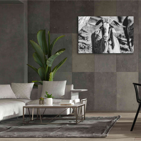 Image of 'Bearded Goat' by Donnie Quillen Canvas Wall Art,60 x 40
