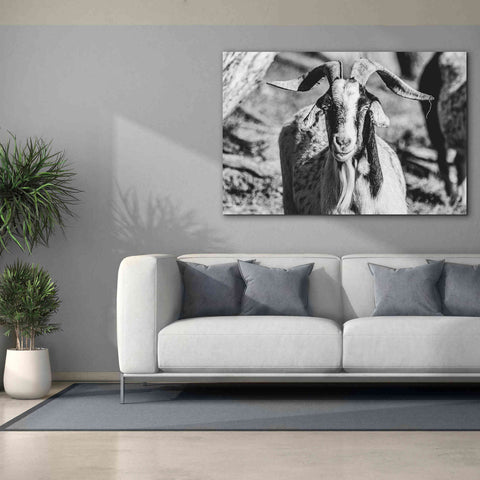 Image of 'Bearded Goat' by Donnie Quillen Canvas Wall Art,60 x 40