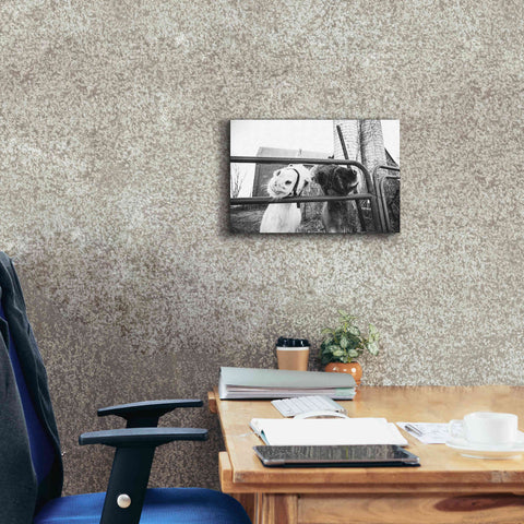 Image of 'Hey Donkeys I' by Donnie Quillen Canvas Wall Art,18 x 12