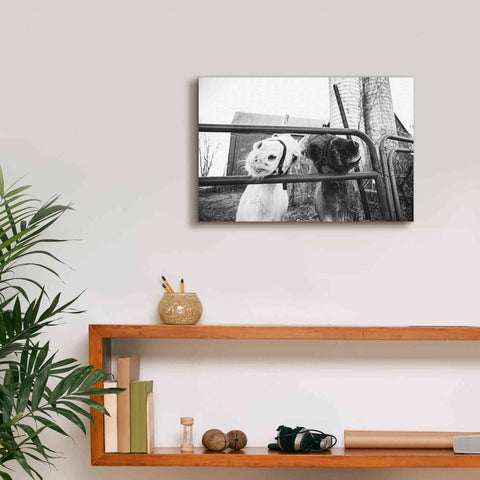 Image of 'Hey Donkeys I' by Donnie Quillen Canvas Wall Art,18 x 12