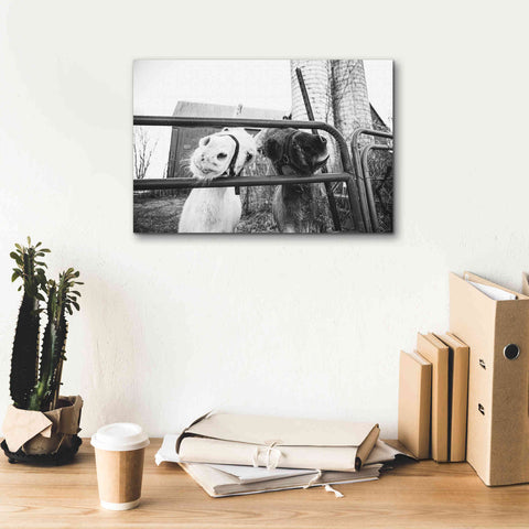 Image of 'Hey Donkeys I' by Donnie Quillen Canvas Wall Art,18 x 12