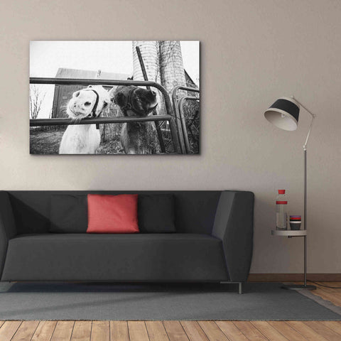 Image of 'Hey Donkeys I' by Donnie Quillen Canvas Wall Art,60 x 40