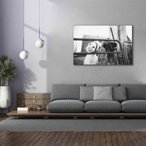 Image of 'Hey Donkeys I' by Donnie Quillen Canvas Wall Art,60 x 40