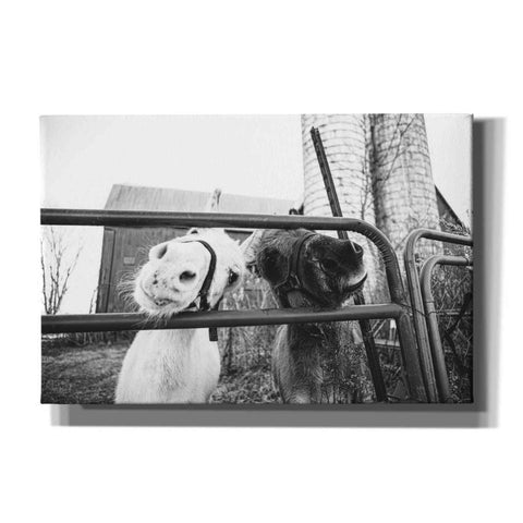 Image of 'Hey Donkeys I' by Donnie Quillen Canvas Wall Art