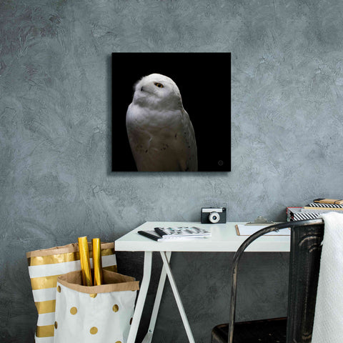 Image of 'Snowy Owl Looks to the Sun' by Nathan Larson, Canvas Wall Art,18 x 18
