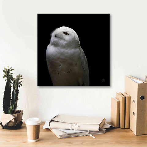 Image of 'Snowy Owl Looks to the Sun' by Nathan Larson, Canvas Wall Art,18 x 18