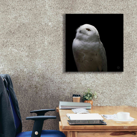 Image of 'Snowy Owl Looks to the Sun' by Nathan Larson, Canvas Wall Art,26 x 26