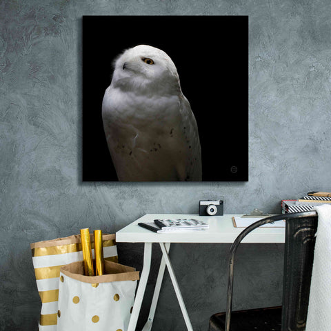Image of 'Snowy Owl Looks to the Sun' by Nathan Larson, Canvas Wall Art,26 x 26