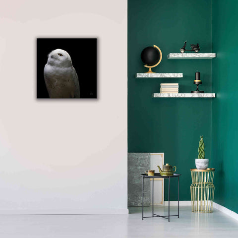 Image of 'Snowy Owl Looks to the Sun' by Nathan Larson, Canvas Wall Art,26 x 26