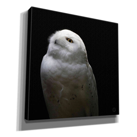 Image of 'Snowy Owl Looks to the Sun' by Nathan Larson, Canvas Wall Art