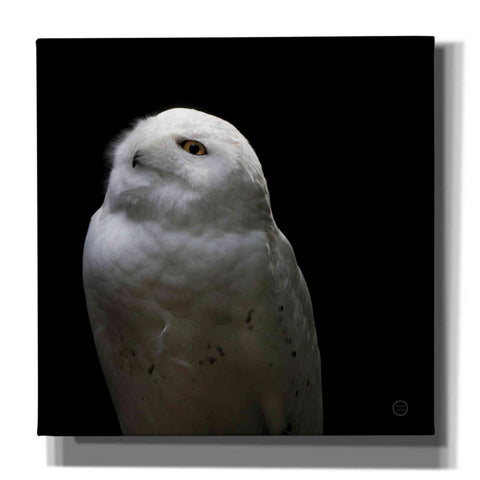 Image of 'Snowy Owl Looks to the Sun' by Nathan Larson, Canvas Wall Art