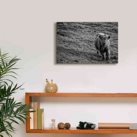 Image of 'Highland Cow Calf in the Wind' by Nathan Larson, Canvas Wall Art,18 x 12