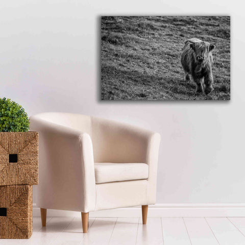Image of 'Highland Cow Calf in the Wind' by Nathan Larson, Canvas Wall Art,40 x 26