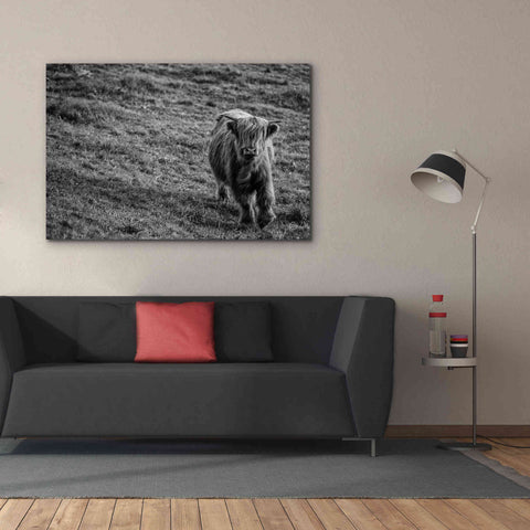 Image of 'Highland Cow Calf in the Wind' by Nathan Larson, Canvas Wall Art,60 x 40