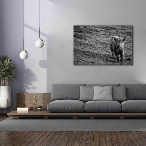Image of 'Highland Cow Calf in the Wind' by Nathan Larson, Canvas Wall Art,60 x 40