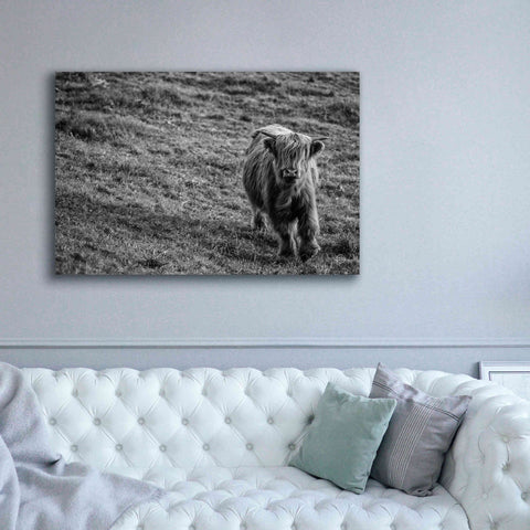 Image of 'Highland Cow Calf in the Wind' by Nathan Larson, Canvas Wall Art,60 x 40