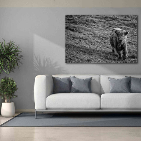 Image of 'Highland Cow Calf in the Wind' by Nathan Larson, Canvas Wall Art,60 x 40