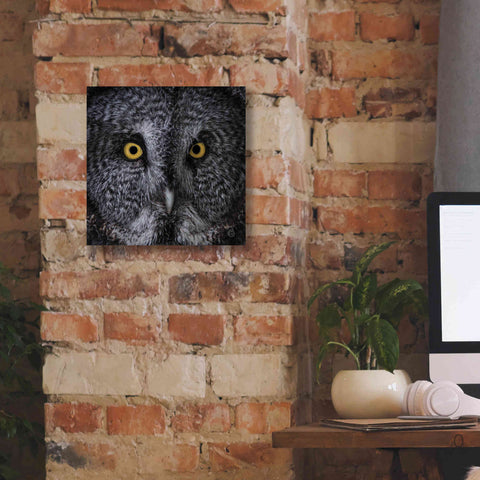 Image of 'Great Grey Owl' by Nathan Larson, Canvas Wall Art,12 x 12