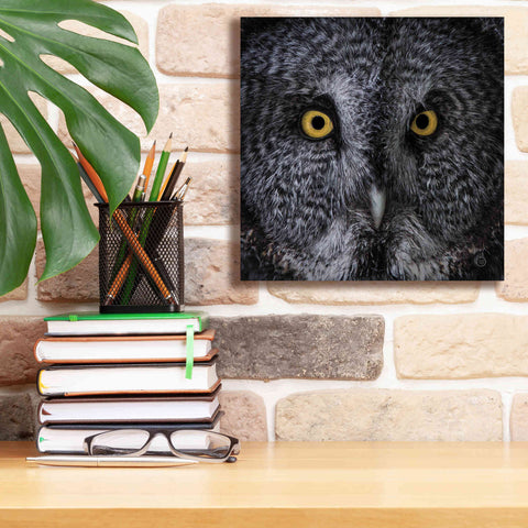 Image of 'Great Grey Owl' by Nathan Larson, Canvas Wall Art,12 x 12