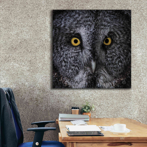 Image of 'Great Grey Owl' by Nathan Larson, Canvas Wall Art,37 x 37