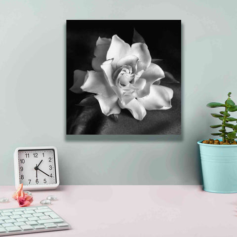 Image of 'Gardenia' by Debra Van Swearingen, Canvas Wall Art,12 x 12