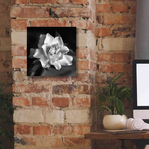 Image of 'Gardenia' by Debra Van Swearingen, Canvas Wall Art,12 x 12