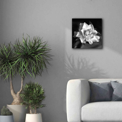 Image of 'Gardenia' by Debra Van Swearingen, Canvas Wall Art,18 x 18
