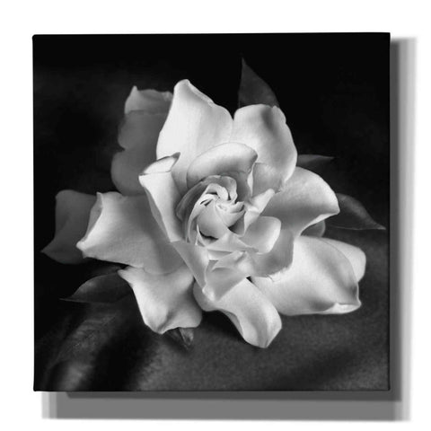 Image of 'Gardenia' by Debra Van Swearingen, Canvas Wall Art,12x12x1.1x0,18x18x1.1x0,26x26x1.74x0,37x37x1.74x0