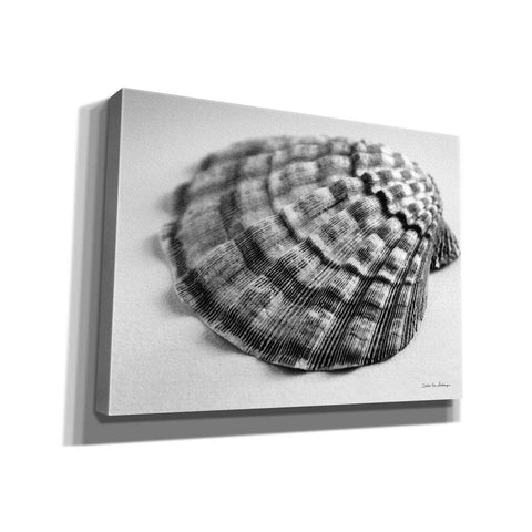 Image of 'Scallop 3' by Debra Van Swearingen, Canvas Wall Art,16x12x1.1x0,26x18x1.1x0,34x26x1.74x0,54x40x1.74x0