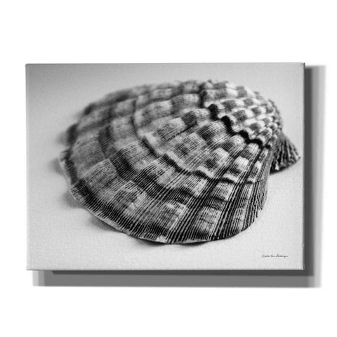 Image of 'Scallop 3' by Debra Van Swearingen, Canvas Wall Art,16x12x1.1x0,26x18x1.1x0,34x26x1.74x0,54x40x1.74x0