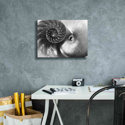 Image of 'Nautilus Yin Yang' by Debra Van Swearingen, Canvas Wall Art,16 x 12