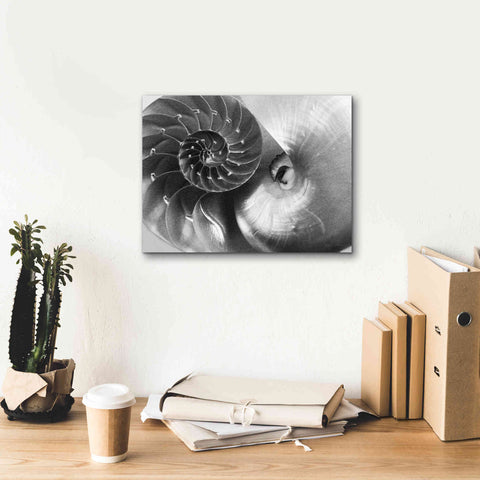 Image of 'Nautilus Yin Yang' by Debra Van Swearingen, Canvas Wall Art,16 x 12