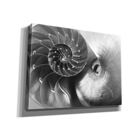 Image of 'Nautilus Yin Yang' by Debra Van Swearingen, Canvas Wall Art,16x12x1.1x0,26x18x1.1x0,34x26x1.74x0,54x40x1.74x0