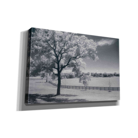 Image of 'Trees Fence II' by Debra Van Swearingen, Canvas Wall Art,18x12x1.1x0,26x18x1.1x0,40x26x1.74x0,60x40x1.74x0