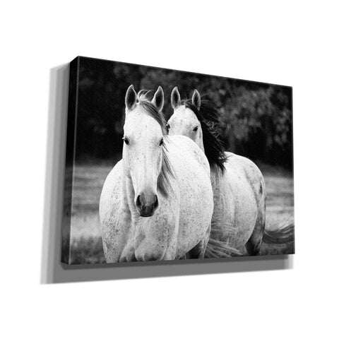 Image of 'Two Wild Horses BW' by Debra Van Swearingen, Canvas Wall Art,16x12x1.1x0,26x18x1.1x0,34x26x1.74x0,54x40x1.74x0