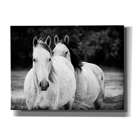 Image of 'Two Wild Horses BW' by Debra Van Swearingen, Canvas Wall Art,16x12x1.1x0,26x18x1.1x0,34x26x1.74x0,54x40x1.74x0