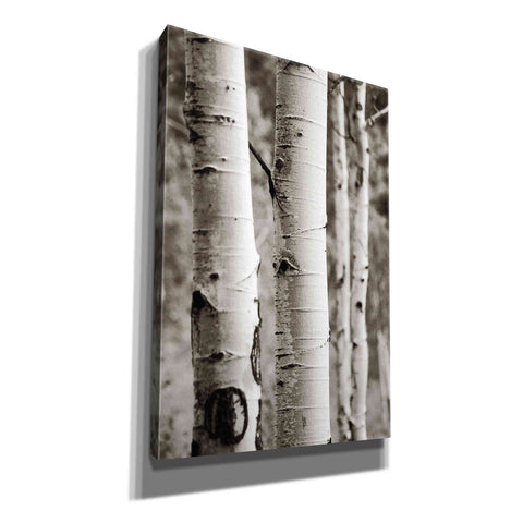 Image of 'Aspens I' by Debra Van Swearingen, Canvas Wall Art,12x18x1.1x0,18x26x1.1x0,26x40x1.74x0,40x60x1.74x0