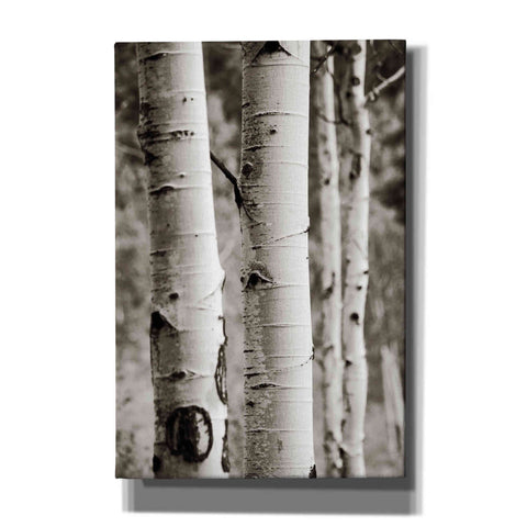 Image of 'Aspens I' by Debra Van Swearingen, Canvas Wall Art,12x18x1.1x0,18x26x1.1x0,26x40x1.74x0,40x60x1.74x0